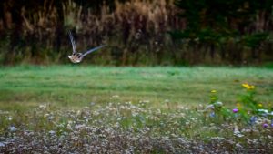 Malmi Airport is one of the most significant Finnish migration stopover sites of the critically endangered and specifically protected great snipe. Photo: Petri Asikainen (18 September 2016)