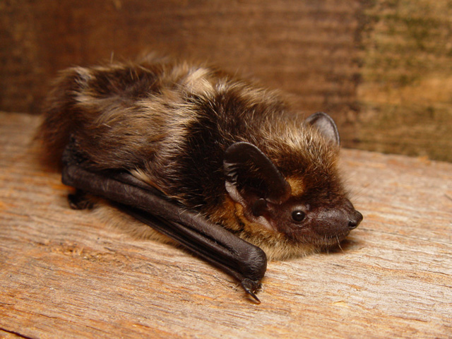 Eptesicus nilssoni Mnolf, CC BY-SA 3.0 , via Wikimedia Commons
